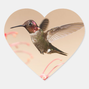 Valentine's Day Hummingbird Heart Stickers