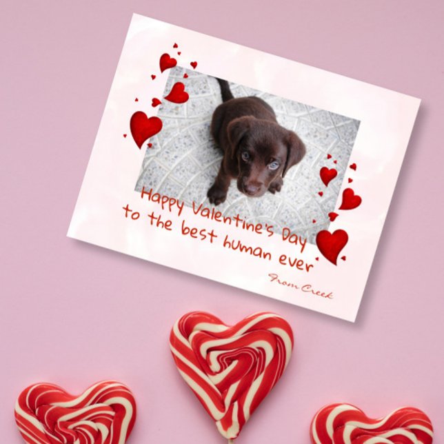 Valentine's Day Photo Template Pet Dog Cat Postcard (Creator Uploaded)