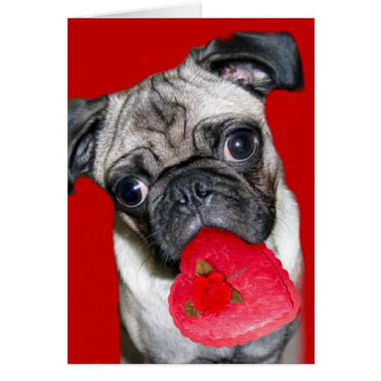 Valentine's Day pug greeting card