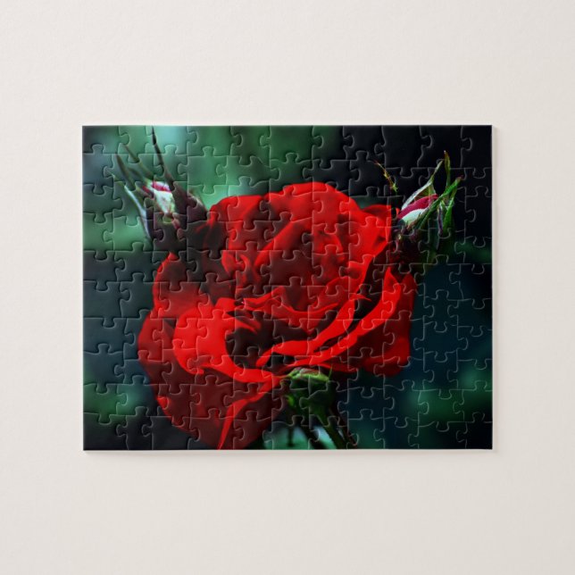 Valentines day red rose jigsaw puzzle (Horizontal)