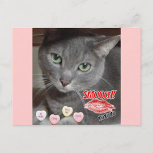 Valentine's Day Russian Blue Grey Cat Holiday Postcard