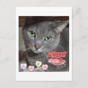 Valentine's Day Russian Blue Grey Cat Holiday Postcard