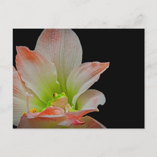 Valentines Frog Holiday Postcard (Front)