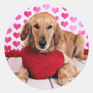 Valentines - Golden Retriever - JJ Classic Round Sticker