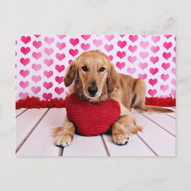 Valentines - Golden Retriever - JJ Holiday Postcard (Front)