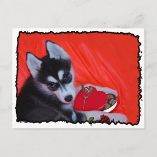 Valentine's Husky dog Holiday Postcard