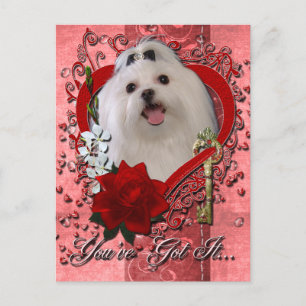 Valentines - Key to My Heart - Maltese Holiday Postcard