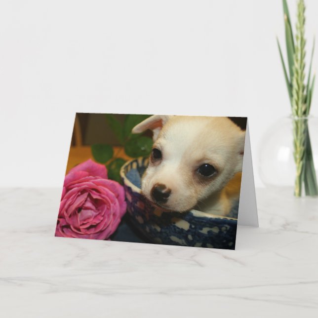 Valentines Love Card Baby Chihuahua Puppy Rose (Front)
