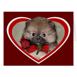 Valentine's pomeranian puppy