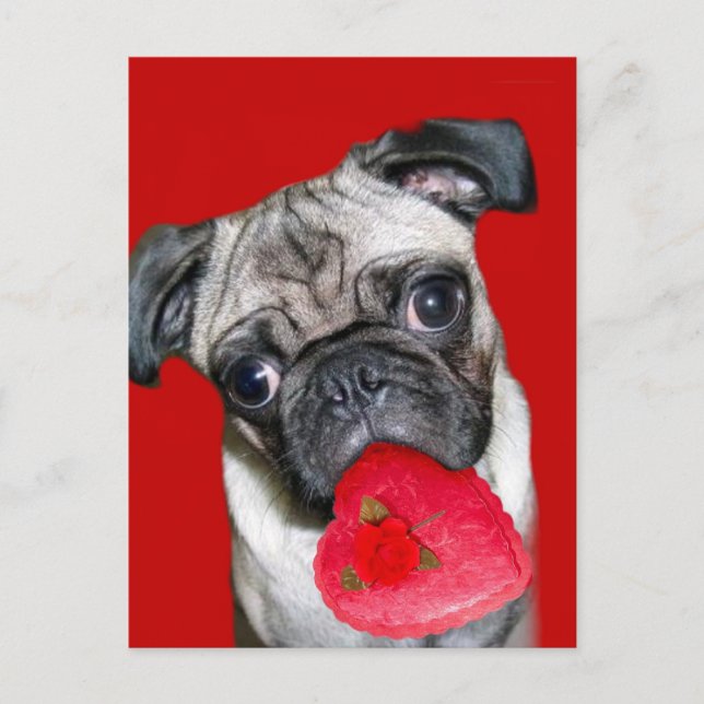 Valentine's pug postcard (Front)