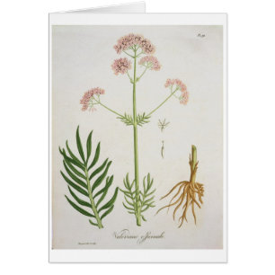 Valerian from 'Phytographie Medicale' by Joseph Ro