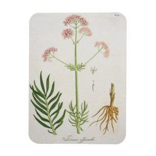 Valerian from 'Phytographie Medicale' by Joseph Ro Magnet