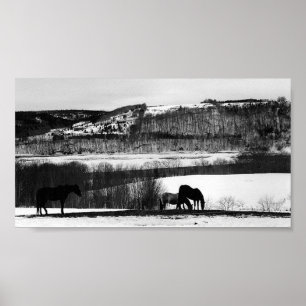 Valley Horses Poster