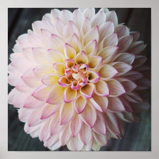 Valley Porcupine Blush Dahlia Flower Poster