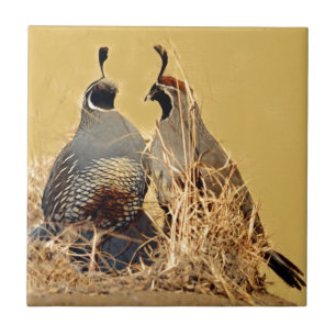 Valley Quail (California) Tile