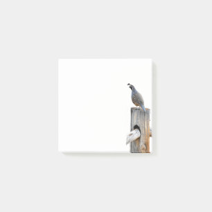 Valley Quail Photo 3x3 Post-it Notes Stationery