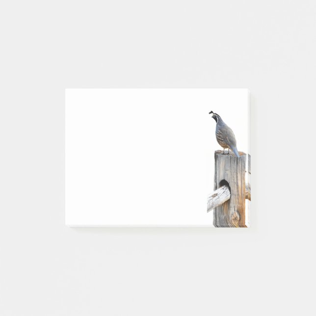 Valley Quail Photo 4x3 Notes Stationery (Front)