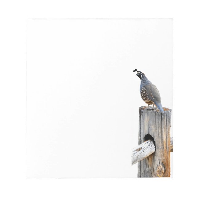 Valley Quail Photo Note Pad Stationery (Front)