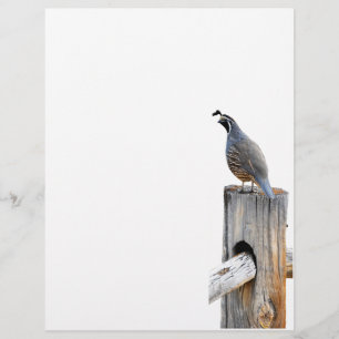 Valley Quail Photo Stationery Letterhead Paper