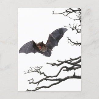 Vampire Bat, Gothic, Dracula, Bat, Horror Postcard