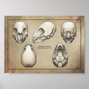 Vampire Bat Skull Poster
