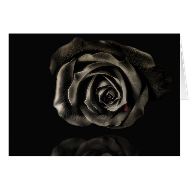 Vampire Black rose (Front Horizontal)