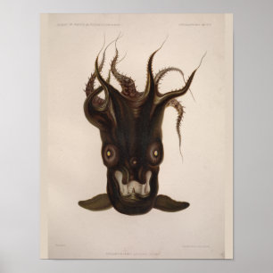 Vampire Squid Black Sea Creature Art Print