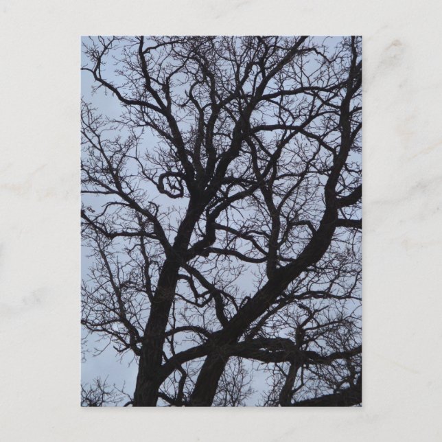 Vampire Tree Postcard (Front)
