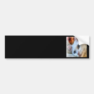 Van Cat With Blue Eyes Pet Portrait Bumper Sticker