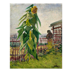 Van Gogh - Allotment with Sunflower Poster