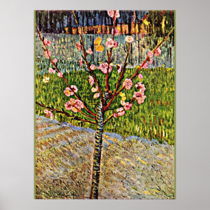 Van Gogh - Almond Tree in Blossom, popular artwork Poster