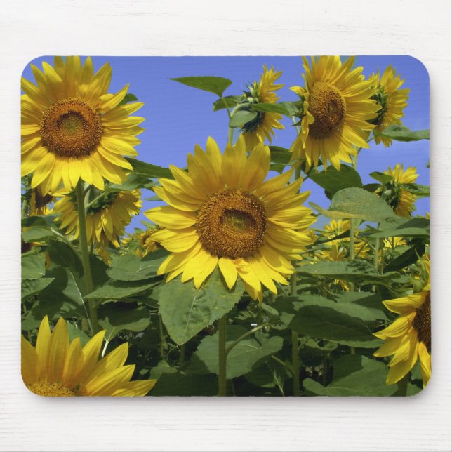 Van Gogh in Provence Mousepad (Front)