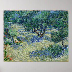 Van Gogh - Olive Orchard Poster