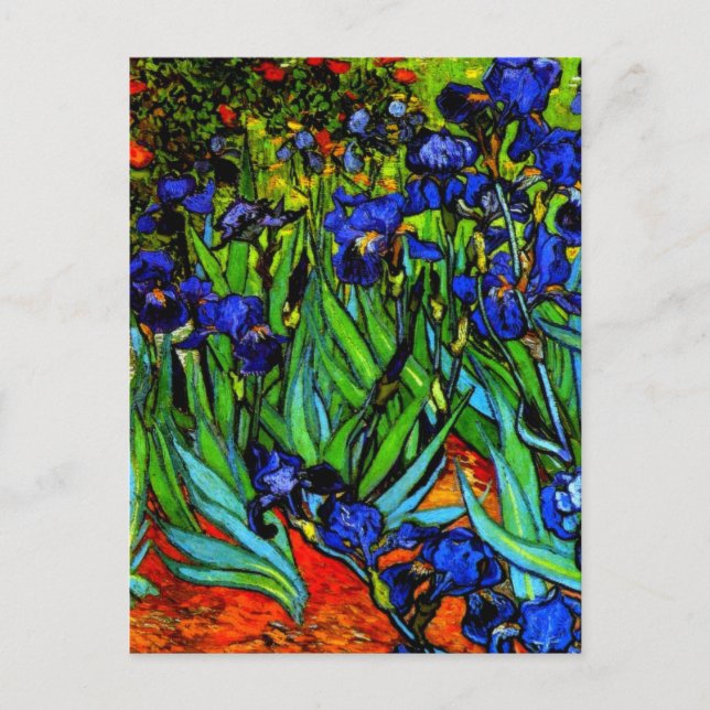 Van Gogh painting, Irises, Postcard (Front)