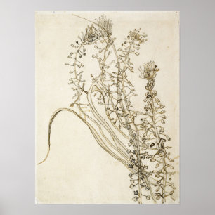 Van Gogh - Tassel Hyacinth Poster