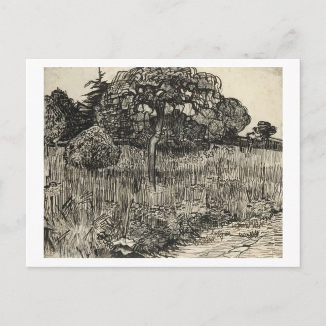 Van Gogh Weeping Tree on a Lawn Postcard (Front)