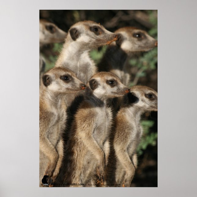 Van Helsing meerkats Poster (Front)