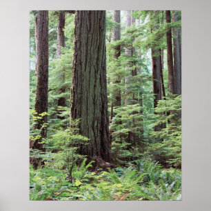 Vancouver Island, MacMillan Provincial Park 1 Poster