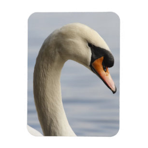 Vancouver, Stanley Park, Mute Swan (Cygnus olor) 2 Magnet