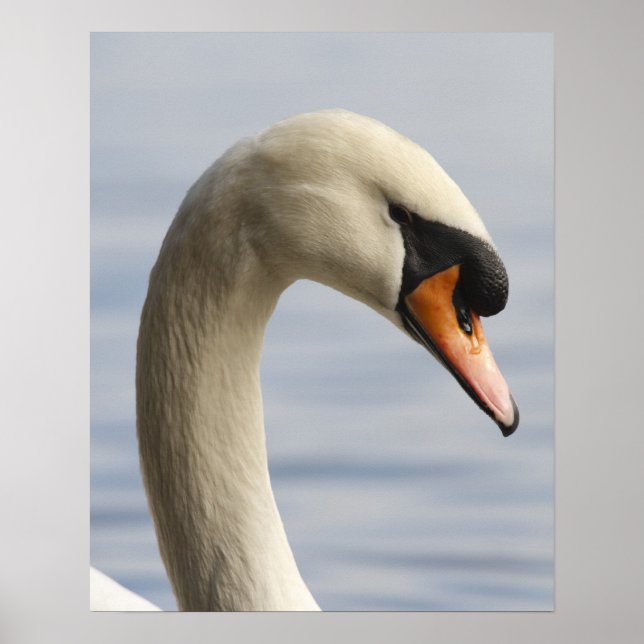 Vancouver, Stanley Park, Mute Swan (Cygnus olor) 2 Poster (Front)
