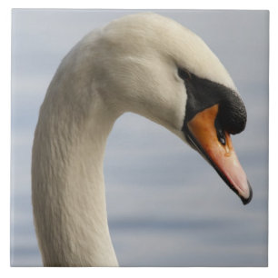 Vancouver, Stanley Park, Mute Swan (Cygnus olor) 2 Tile