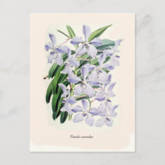 Vanda coerulea postcard
