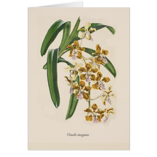 Vanda insignis (Front)