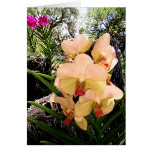 Vanda Orchid