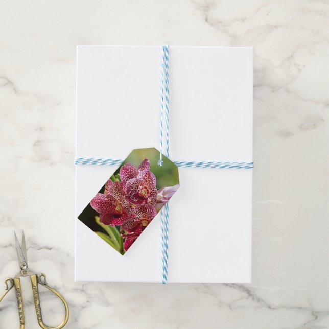 Vanda Orchid Cluster Birthday Gift Tag (With Twine)