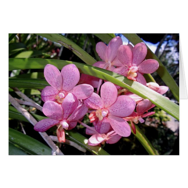 Vanda Orchids (Front Horizontal)