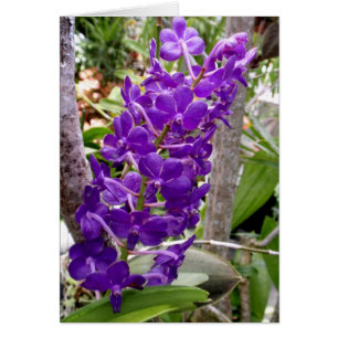 Vanda Orchids