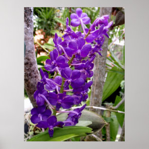 Vanda Orchids Poster