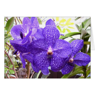 Vanda Pachara Orchid