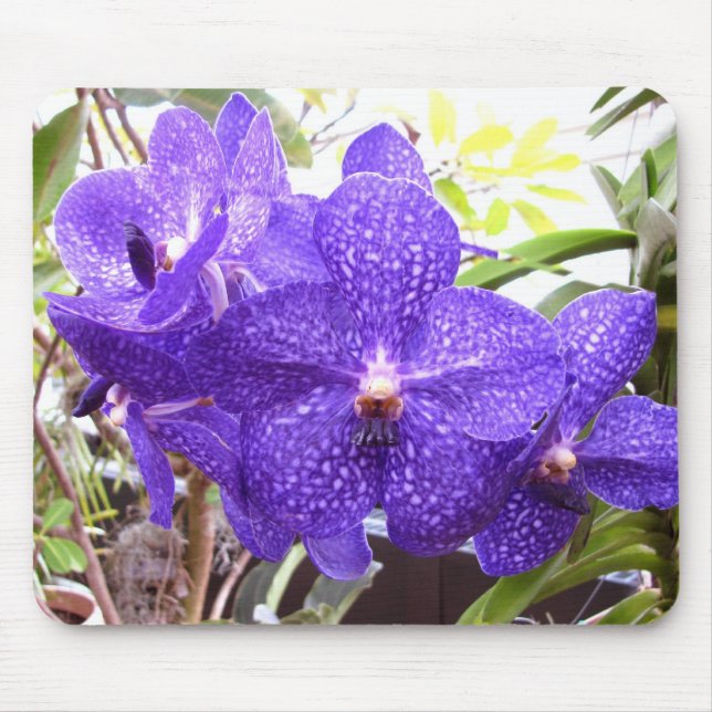 Vanda Pachara Orchid Mouse Mat (Front)